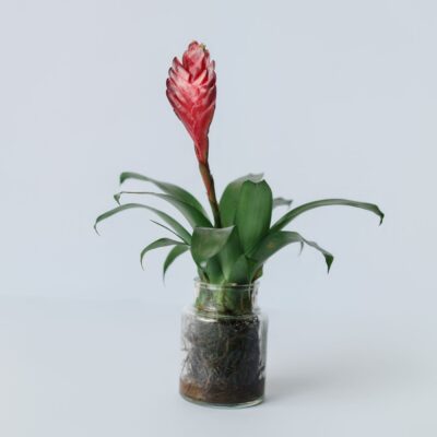 Planta Bromelia Guzmania en Hidroponía