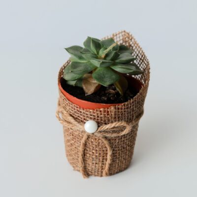Echeveria Suculenta con Cubremaceta Decorativo