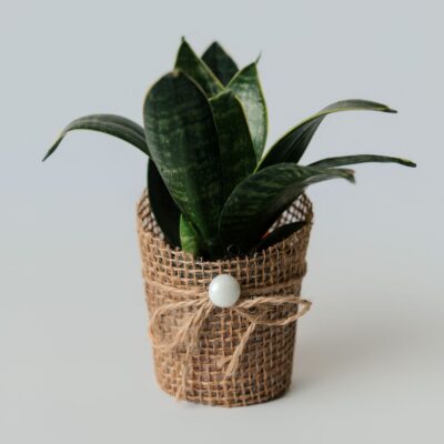 Lengua de Suegra con Cubremaceta Decorativo
