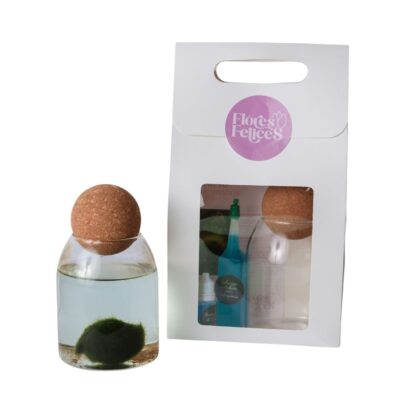 Marimo en Recipiente de Vidrio